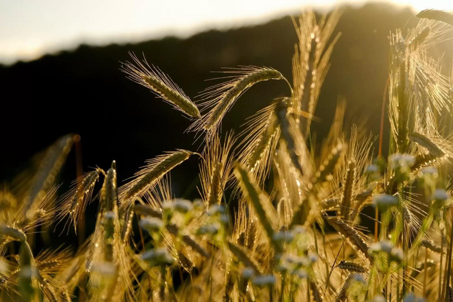 Рожь становится нишевой сельхозкультурой — ПроЗерно