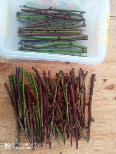 Укоренение ежевики стеблевыми черенками.