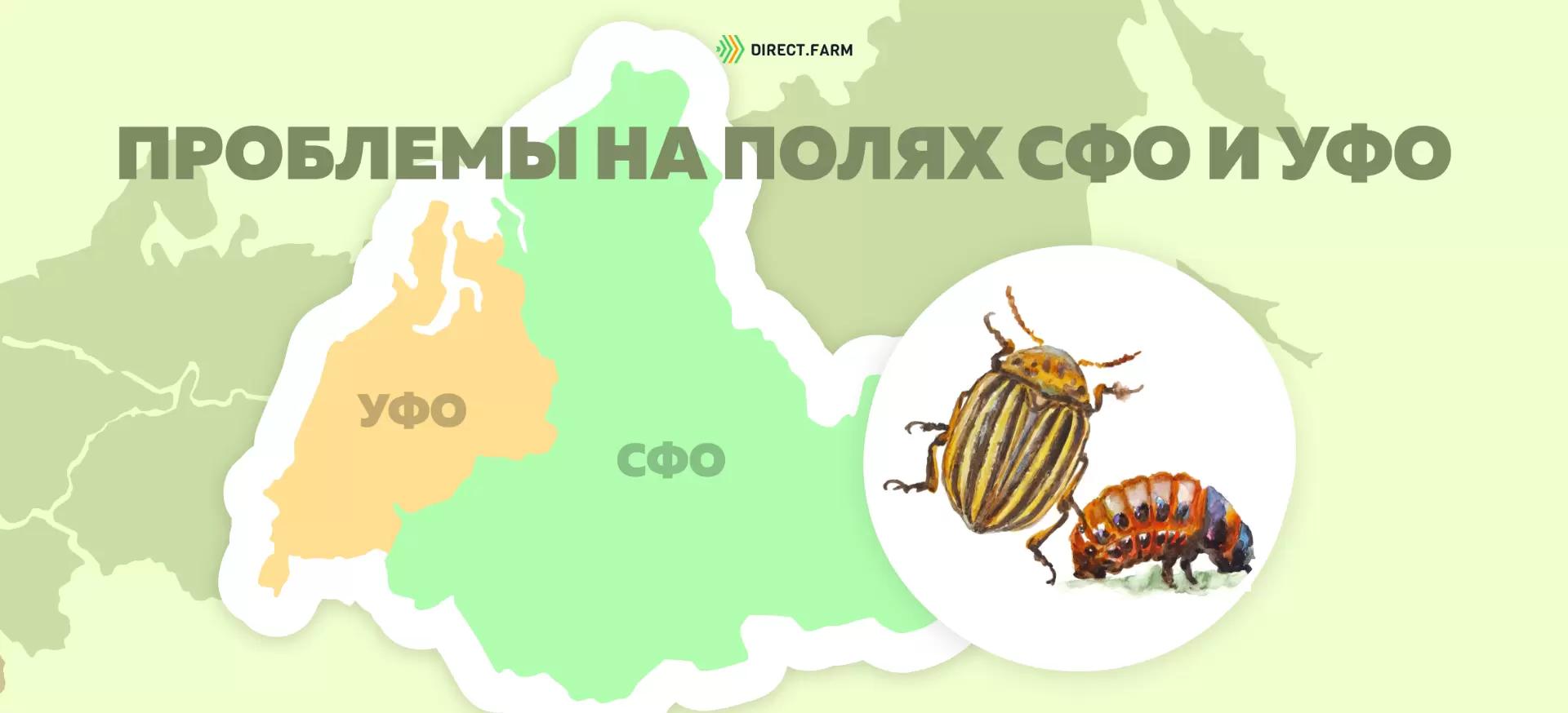 Угроза: Колорадский жук