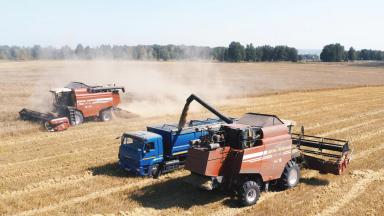 ИТОГИ ОСЕННЕ ПОСЕВА 2020 г. озимой пшеницы сорта «Скипетр»_КФХ Неживилов А.Н.