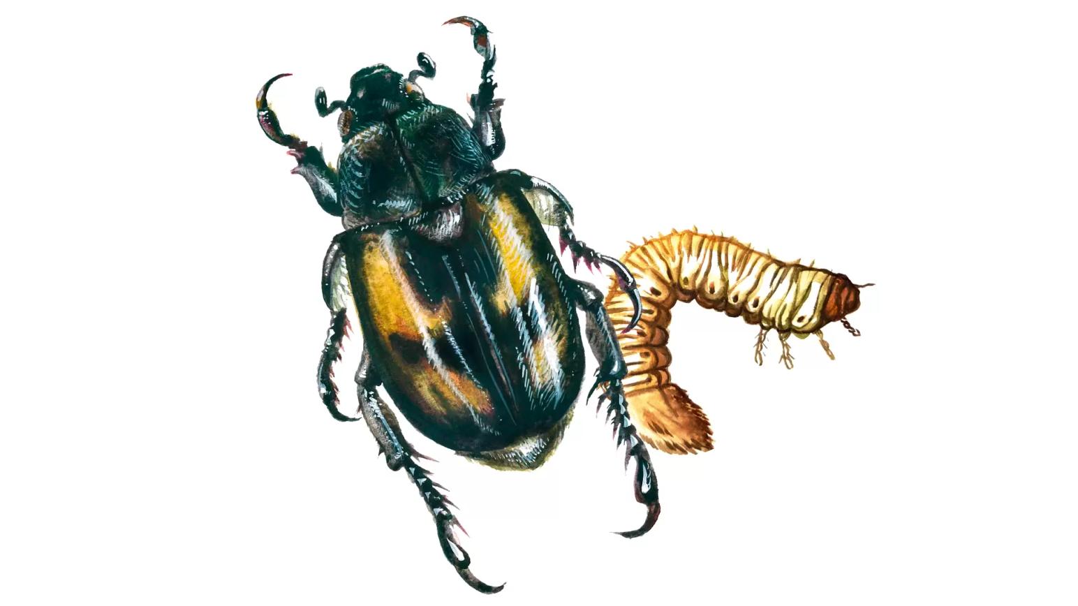 Хлебный жук-крестоносец