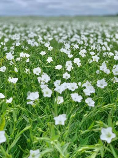 Абакус (ABACUS) сорт льна масличного