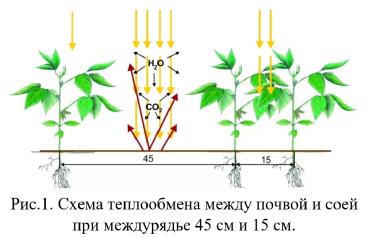 Соя Сильные семена