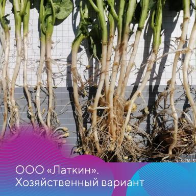 Защита картофеля от ризоктониоза