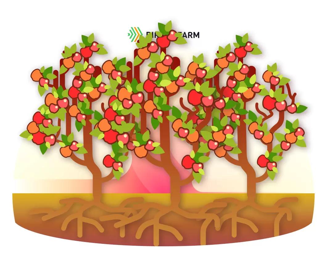 Специфика корневого питания плодовых культур
