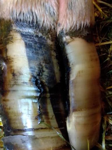 Трещины копыт у КРС