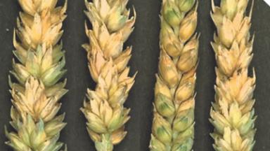 Фузариоз колоса