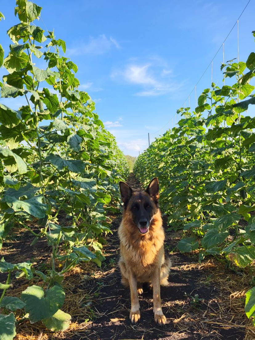 В этом году сделали пробу выращивания огурцов в открытом грунте. Получилось