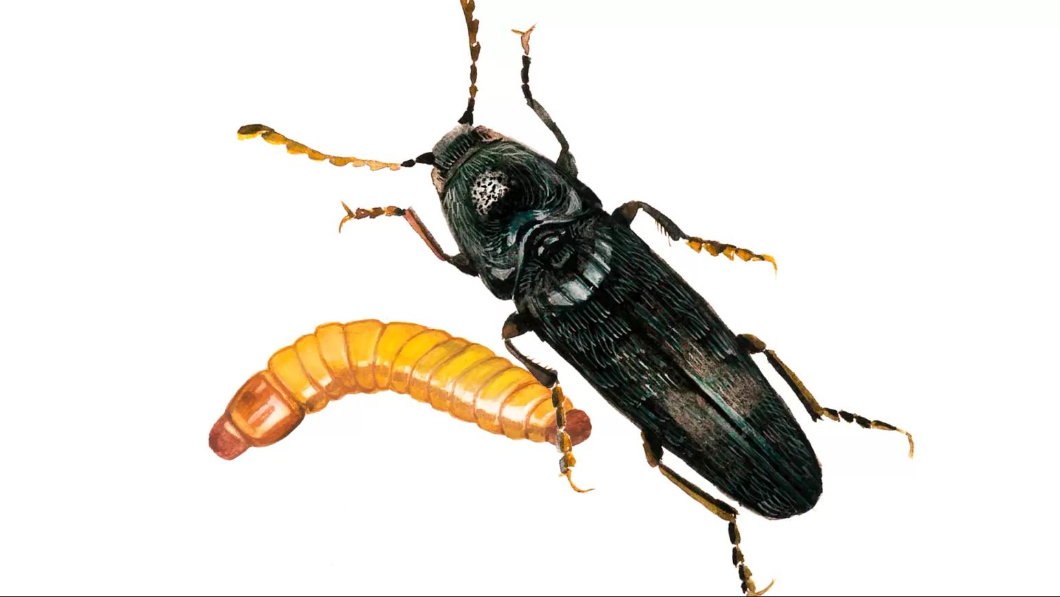 Щелкун буроногий