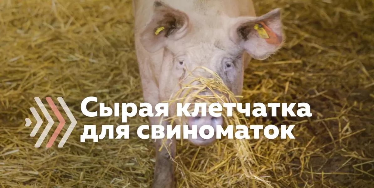 Сырая клетчатка в рационе свиноматок