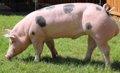 Пьетрен - порода свиней