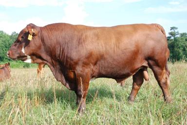 Барзона – порода коров