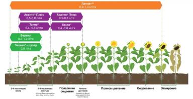 П 62 ЛЕ 122 -  гибрид подсолнечника Пионер