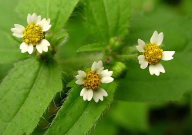 Галинсога мелкоцветковая (американка)