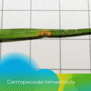 Осенний анализ семян