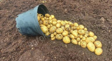 Садон ® - сорт картофеля (Solanum tuberosum L.). Среднеранний.