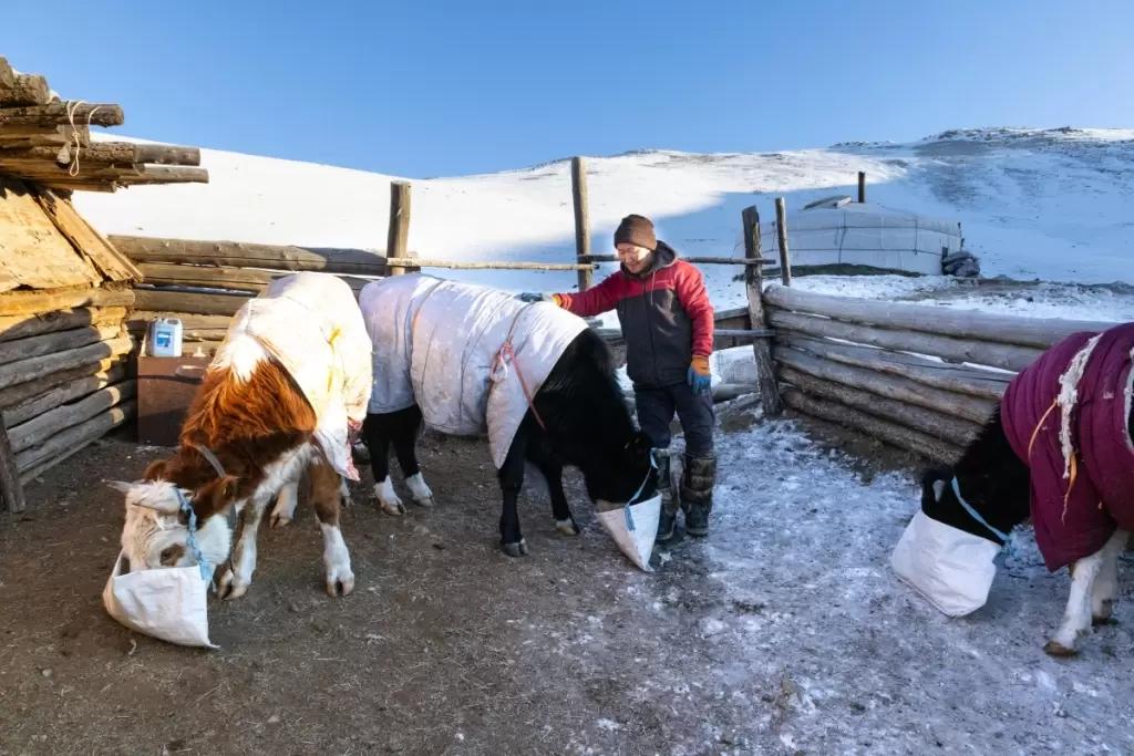 В Монголию, где погибло почти 4 млн голов скота, направили гуманитарную помощь