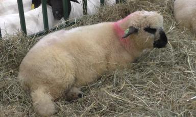 Оксфорд Даун - порода овец