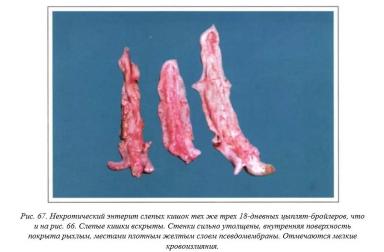 Вегад - Атлас болезней птицы. Ч. 9. Некротический энтерит