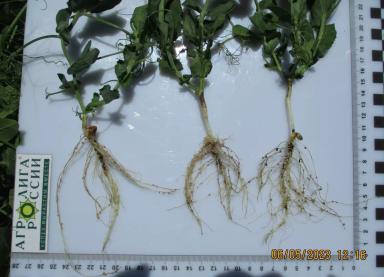 ДЕМООПЫТЫ – ЭТО ВАЖНО И НУЖНО!