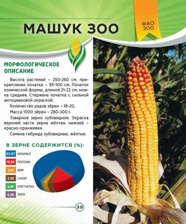 Машук 300