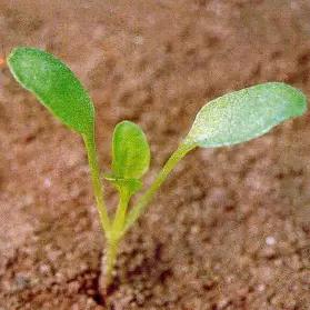 Ярутка полевая