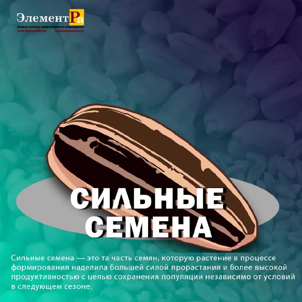 сильные семена