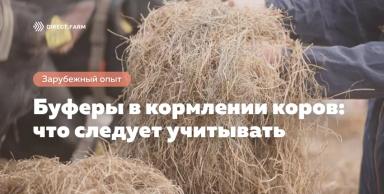 Буферы в кормлении коров: что следует учитывать