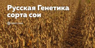 Сорта сои от Русской Генетики
