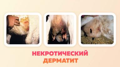 Неинфекционные заболевания вымени коров
