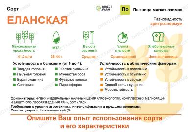 Еланская сорт мягкой озимой пшеницы
