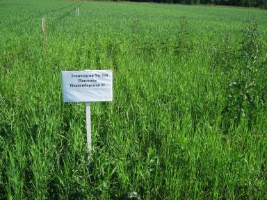 Экономическая эффективность различных технологий выращивания яровой пшеницы