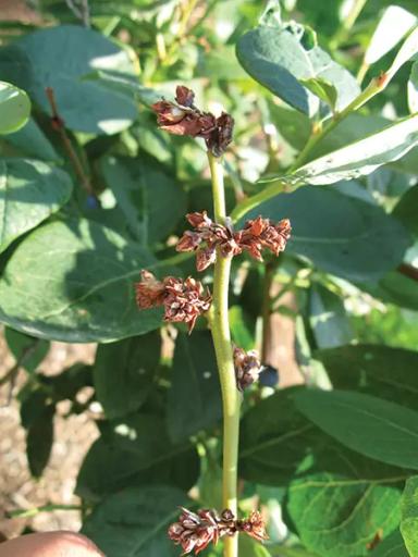 Вирус шока голубики (BlShV)