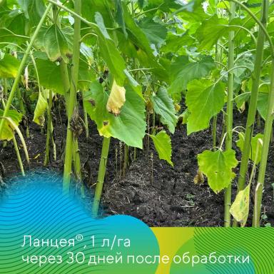 Подсолнечник и рапс под надежной защитой