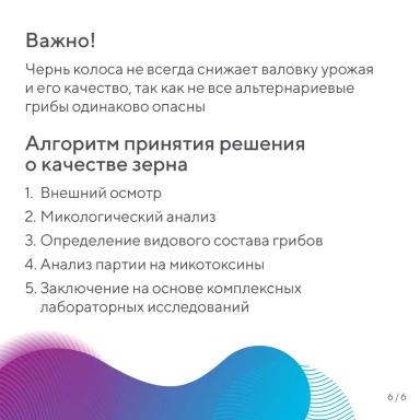Чернь колоса зерновых культур – разбираем данное явление