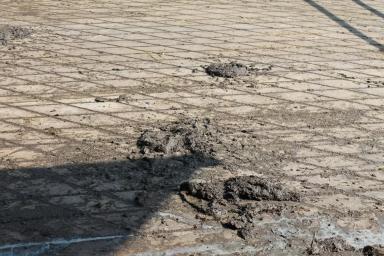 Причины различия консистенции навоза у коров одной производственной группы 