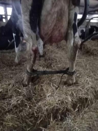 Путы при растяжениях связок у коров