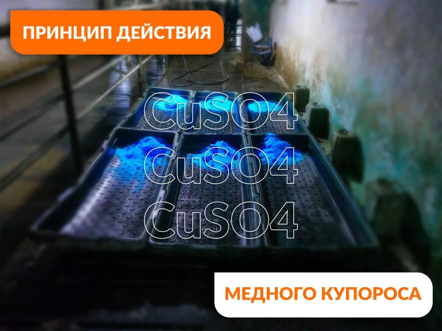 Как медный купорос помогает в профилактике инфекционных заболеваний копыт?