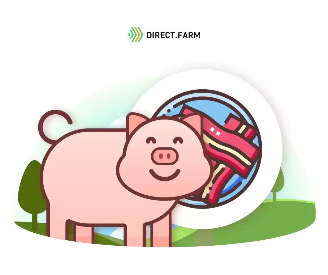 Рекомендации по откорму беконных свиней