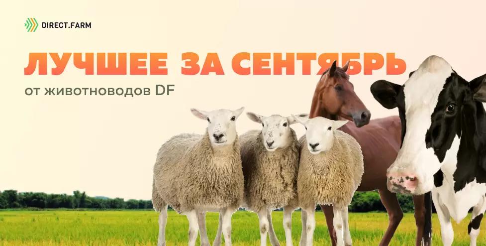 ТОП-10 статей от животноводов DF за сентябрь