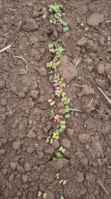 Здравствуйте. Что может быть с горчицей?