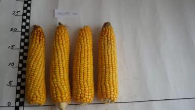 Каскад 166 АСВ