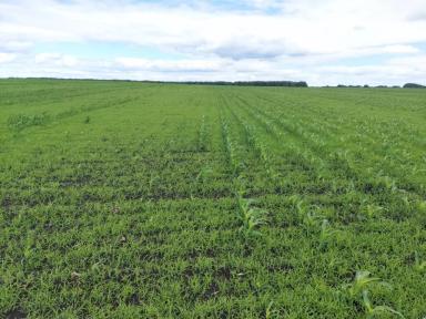 Какие гербициды эффективны на кукурузе?