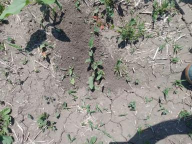 Вопросы из чатов: можно ли применить гербицид с микроудобрениями?