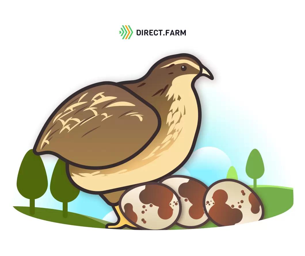 Выращивание перепелов