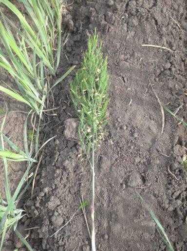 Вопросы из чатов: что за сорняк?