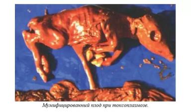 Харвуд – "Ветеринарное руководство по здоровью и благополучию коз". Гл. 6., ч. 2