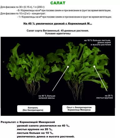 Роль микоризы в сельском хозяйстве