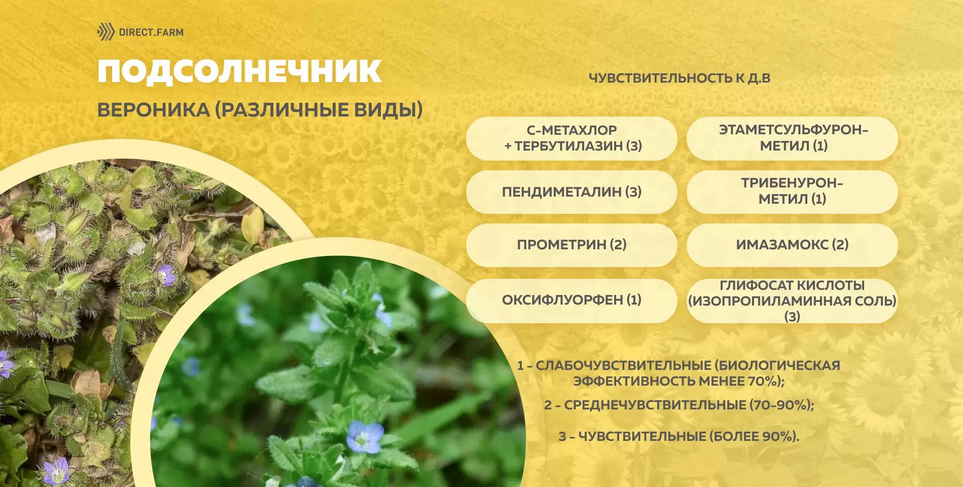 Шпаргалка чувствительности различных видов вероники к д.в. гербицидов