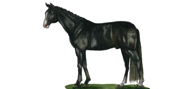 Ганноверская порода лошадей